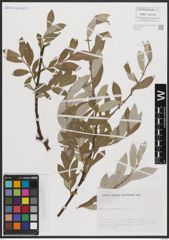 Foto von Salix cantabrica Rech. f.